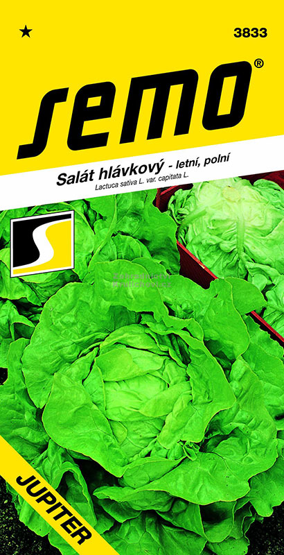 salat-hlavkovy-jupiter