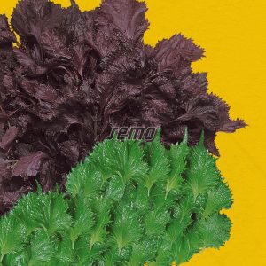0135-semo-zelenina-perila-krovita-perila2