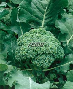 0203-semo-zelenina-brokolice-calabrese2