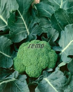 0212-semo-zelenina-brokolice-fellow2-1-2