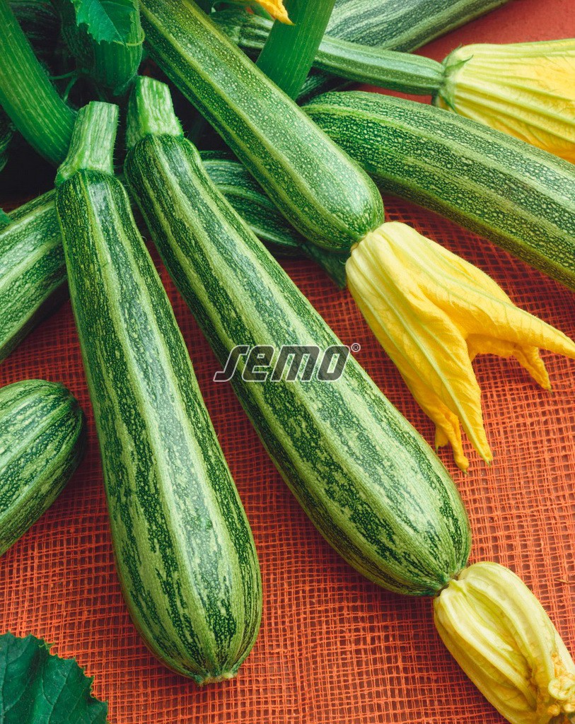 0607-semo-zelenina-tykev-cuketa-striato-di-napoli2