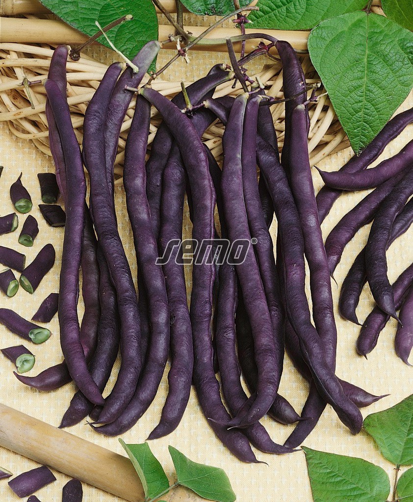 0935-semo-zelenina-fazol-obecny-pnouci-purple-podded-climbing2-2