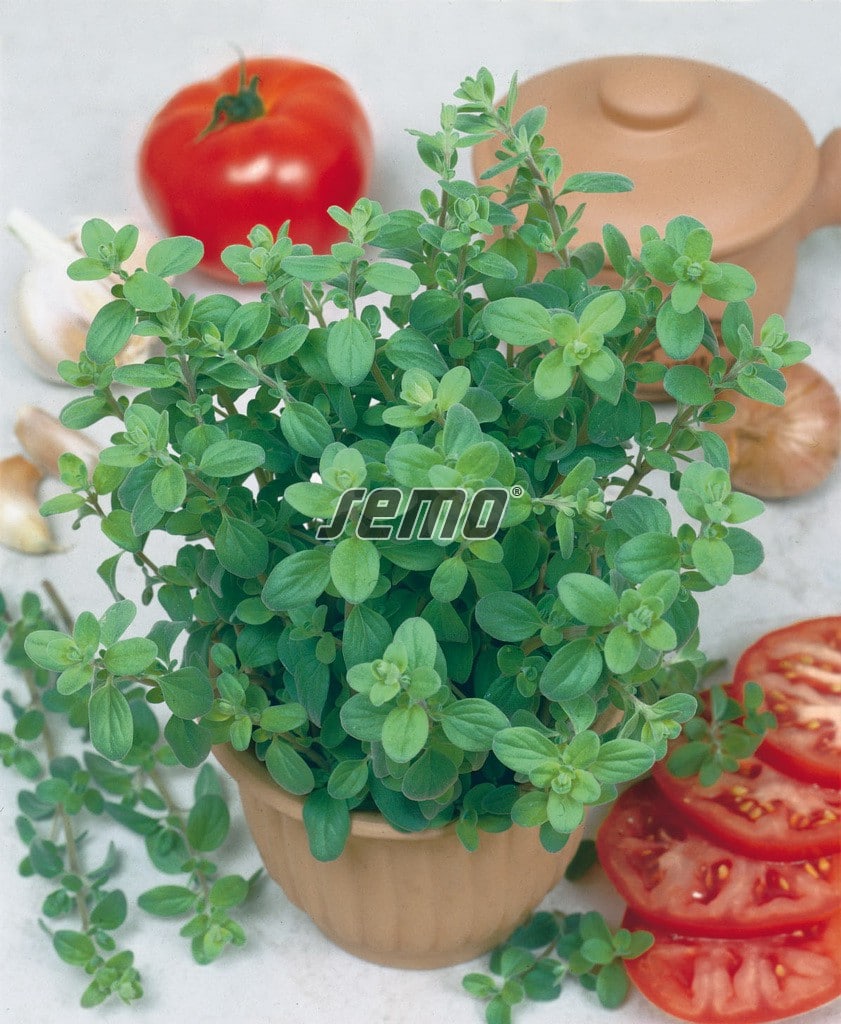 2002-semo-zelenina-majoranka-zahradni-marietta2