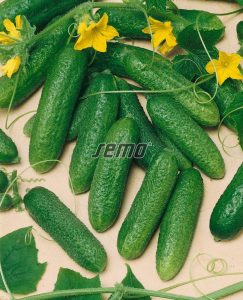2330-semo-zelenina-okurka-seta-nakladacka-elisabet2