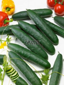 2408-semo-zelenina-okurka-seta-salatova-amanda2