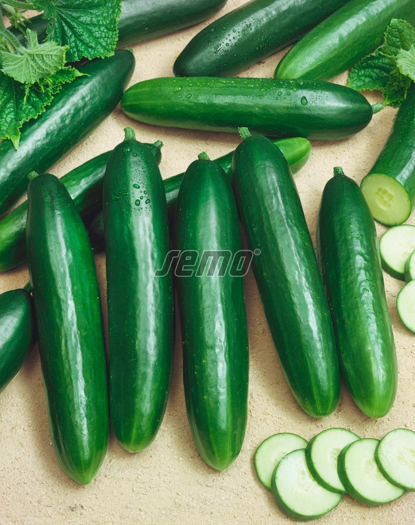 2418-semo-zelenina-okurka-seta-salatova-hadovka-formule2
