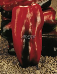 2524-semo-zelenina-paprika-rocni-alceo2