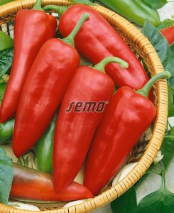 2538-semo-zelenina-paprika-rocni-lungy2