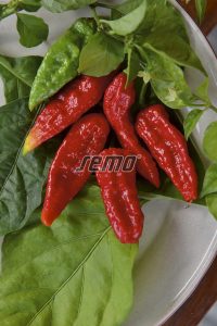 2557-semo-zelenina-paprika-rocni-naga-morich2