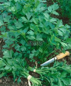 3060-semo-zelenina-petrzel-zahradni-natova-gigante-ditalia2