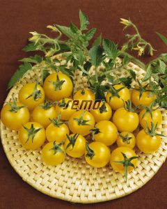 3119-semo-zelenina-rajce-kerickove-minigold2