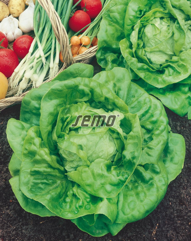 3801-semo-zelenina-salat-hlavkovy-major2