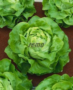 3802-semo-zelenina-salat-hlavkovy-deon2