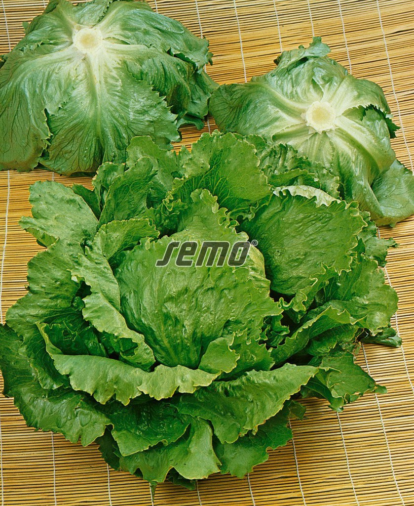 3851-semo-zelenina-salat-hlavkovy-prazan2-2