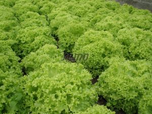 3867-semo-zelenina-salat-listovy-zlatava-1