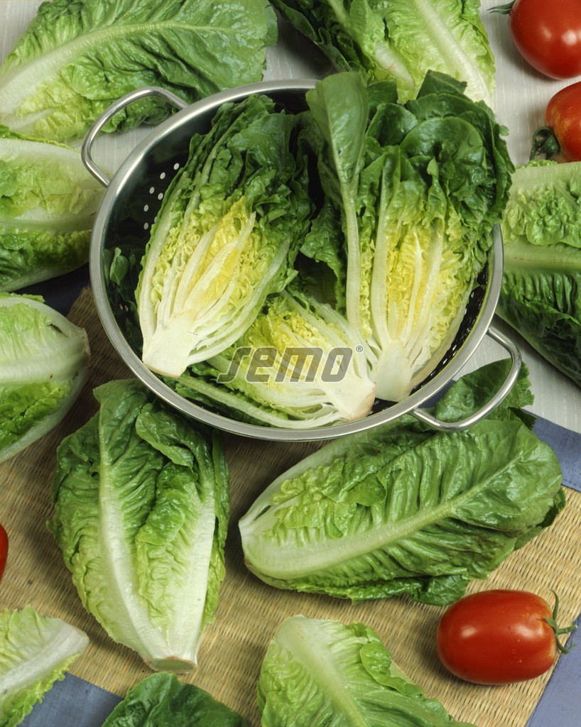 3894-semo-zelenina-salat-rimsky-little-gem-2