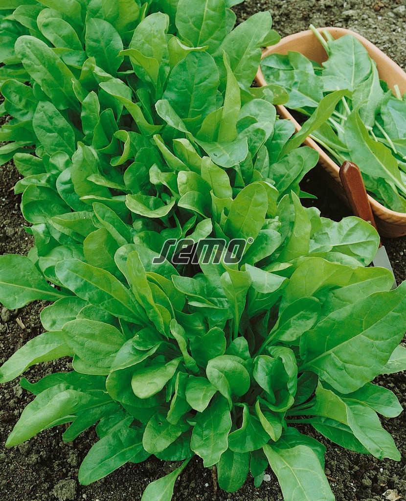 4905-semo-zelenina-mangold-perpetual-spinach-gator2