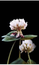 Trifolium-repens-1