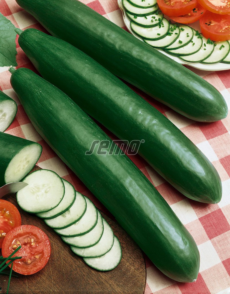 hzecat-2450-semo-zelenina-okurka-seta-salatova-hadovka-saladin