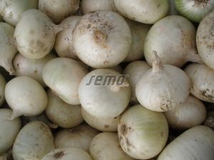 p0501-semo-zelenina-cibule-kuchynska-albienka4