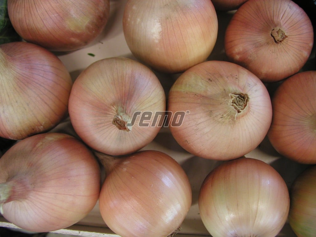 p0528-semo-zelenina-cibule-kuchynska-dagmar1
