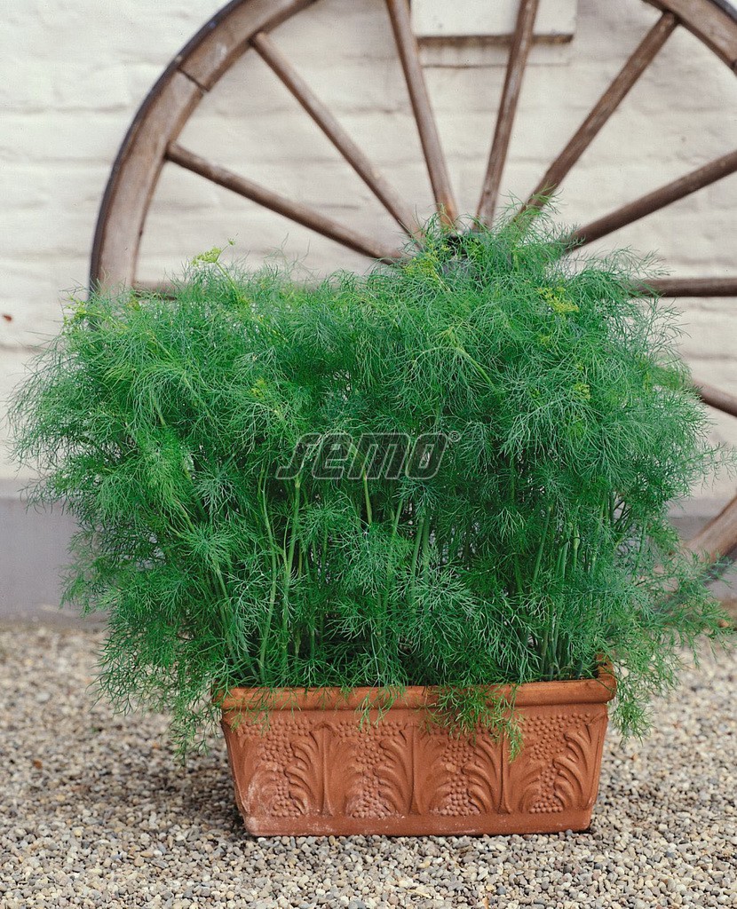p1608-semo-vegetable-dill-compact