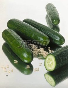 p2414-semo-zelenina-okurka-seta-salatova-minisprint-f11-1
