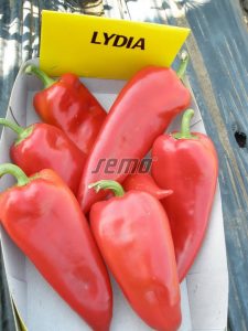 p2511-semo-zelenina-paprika-rocni-lydia1