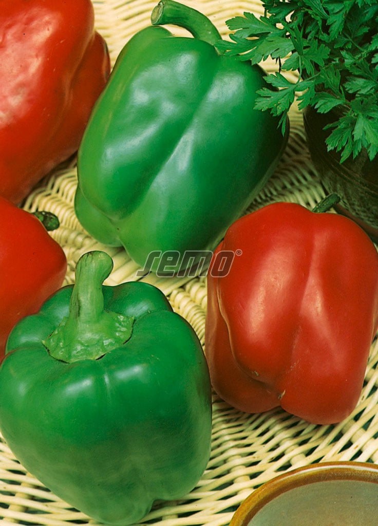 p2533-semo-zelenina-paprika-rocni-rubika