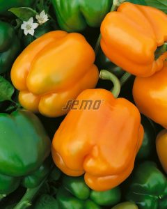 p2536-semo-zelenina-paprika-rocni-oreny-f1