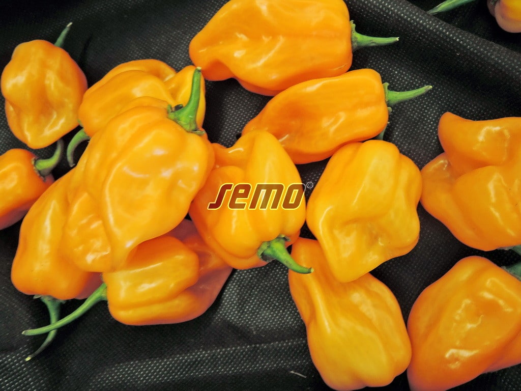 p2560-semo-zelenina-paprika-rocni-habanero-orange