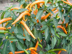 p2562-semo-zelenina-paprika-rocni-kilian
