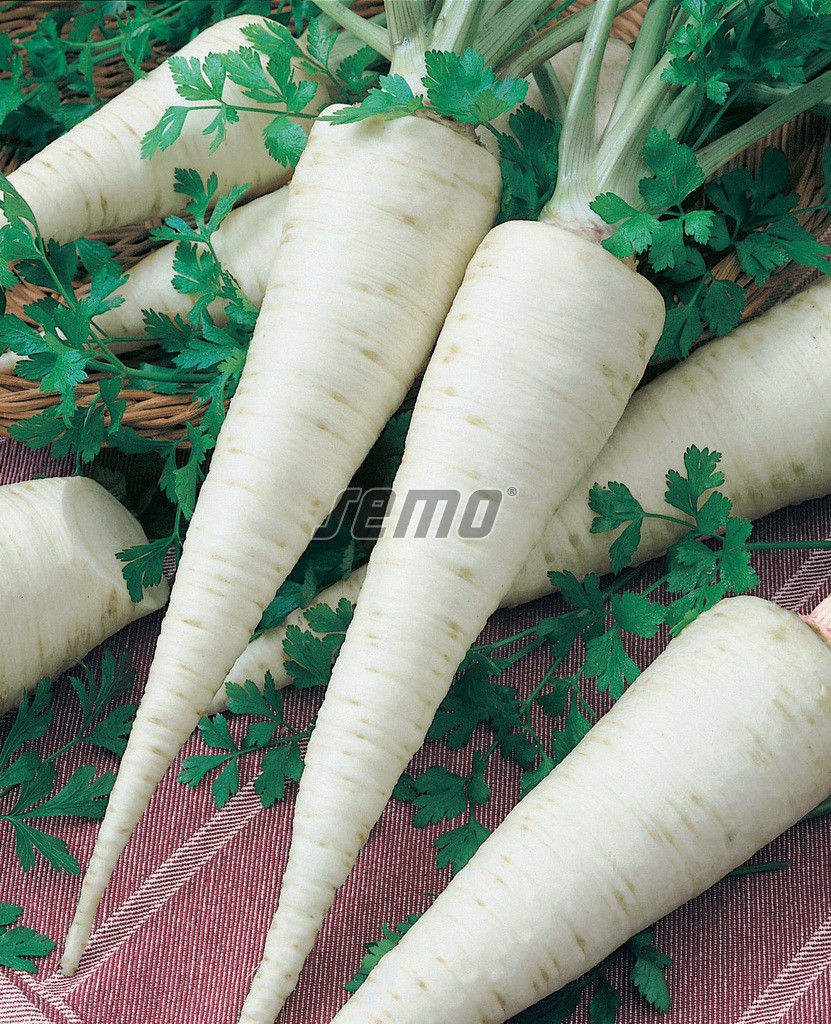 p3003-semo-zelenina-petrzel-zahradni-korenova-orbis