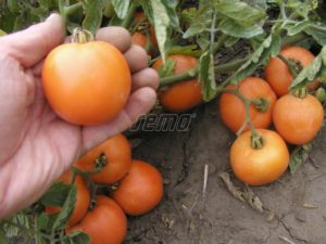 p3120-semo-zelenina-rajce-kerickove-oranze