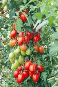 p3274-semo-vegetable-tomato-indeterminant-blumko-1-2