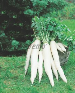 p3301-semo-zelenina-redkev-seta-japana-f1