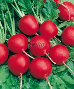 p3410-semo-vegetable-radish-standard-type-saxa