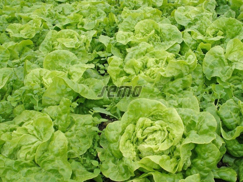 p3704-semo-zelenina-salat-hlavkovy-smaragd-s-2