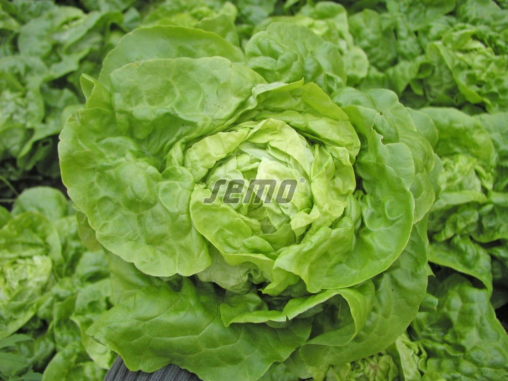 p3704-semo-zelenina-salat-hlavkovy-smaragd-s