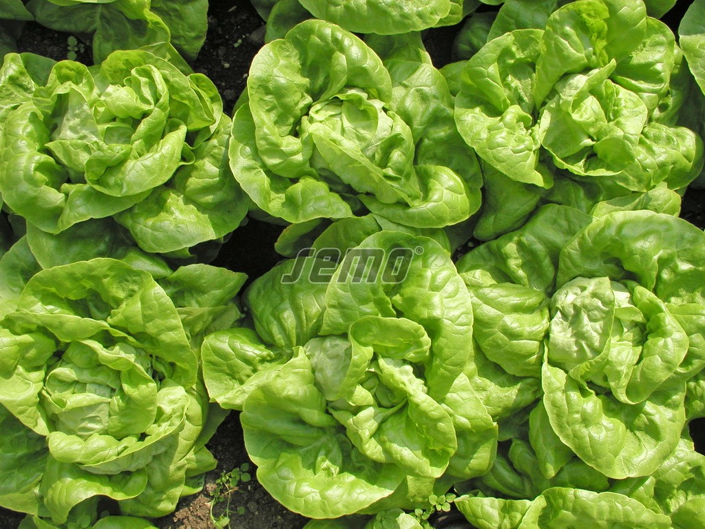 p3753-semo-zelenina-salat-hlavkovy-safir-1