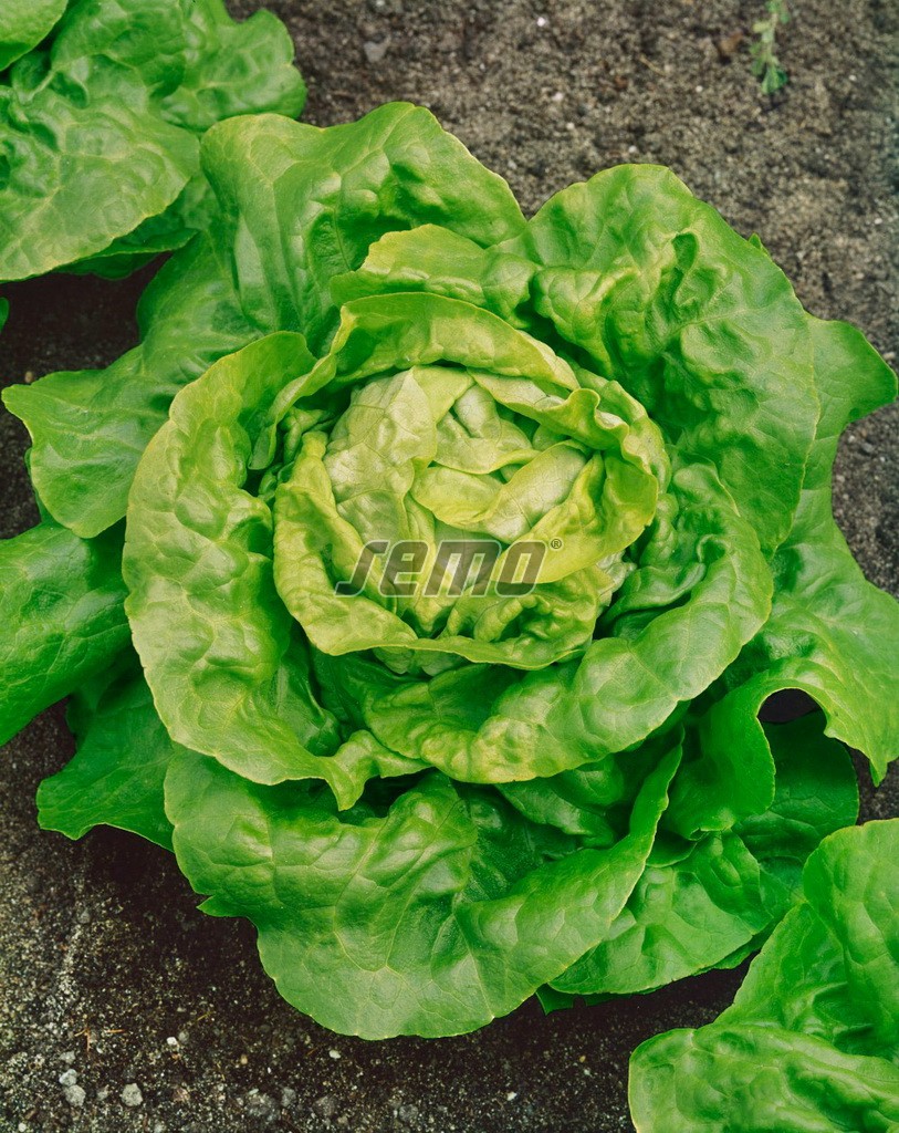 p3805-semo-zelenina-salat-hlavkovy-kral-maje-1