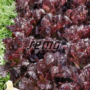 p3871-semo-zelenina-salat-listovy-dark-roden-500x500-1