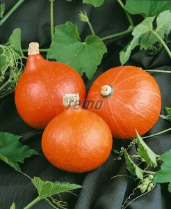 p4075-semo-zelenina-tykev-velkoploda-hokkaido-orange