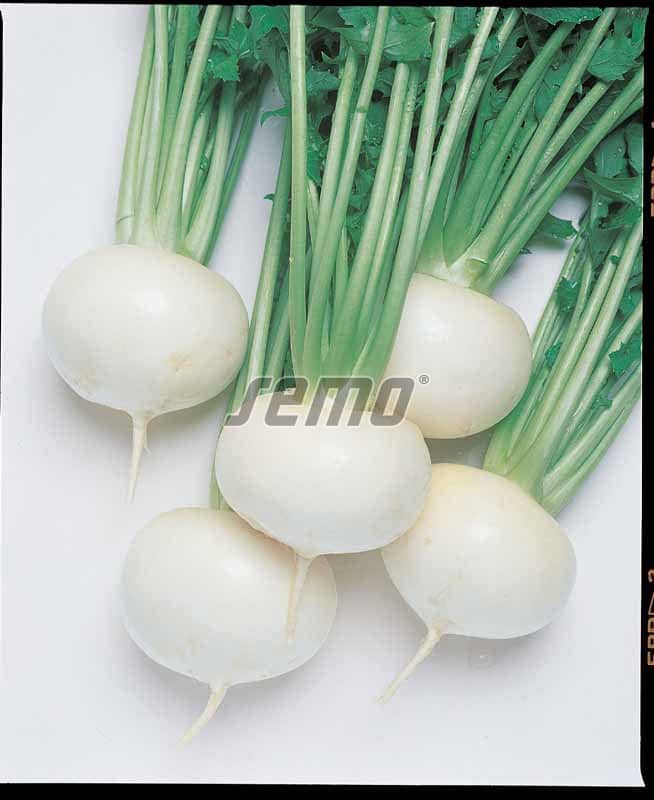 p4123-semo-zelenina-takii-vodnice-japonska-tokyo-cross