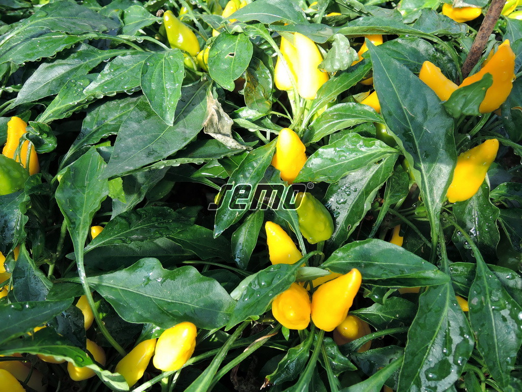 p9138-semo-zelenina-papricky-okrasne-plaminek-zluty-2