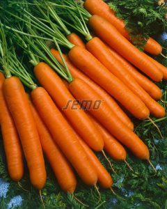 semo-zelenina-mrkva-jarana-f1