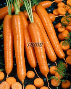 semo-zelenina-mrkva-obecna-anina2-1
