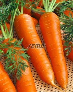semo-zelenina-mrkva-obecna-berlikumer-2-romosa2