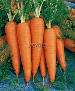 semo-zelenina-mrkva-obecna-kardila2-1