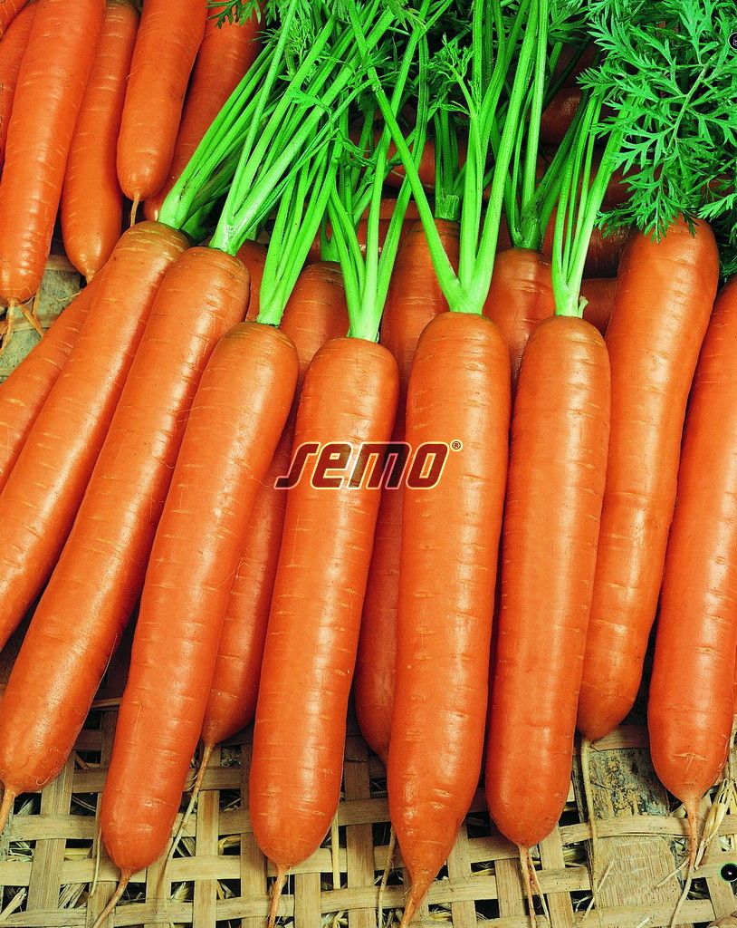 semo-zelenina-mrkva-obecna-karotina-1
